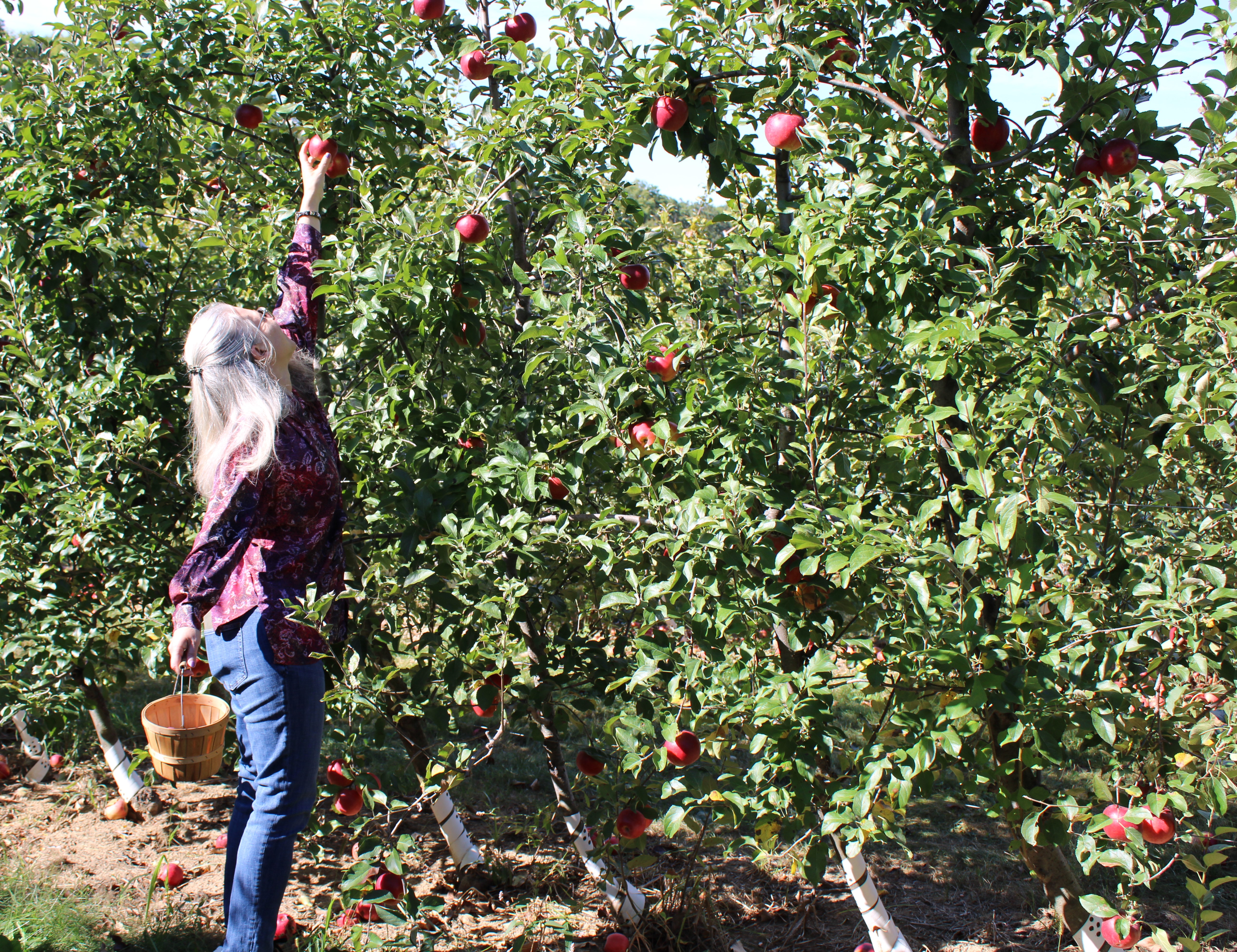 Renee is reaching new heights to find the perfect apple