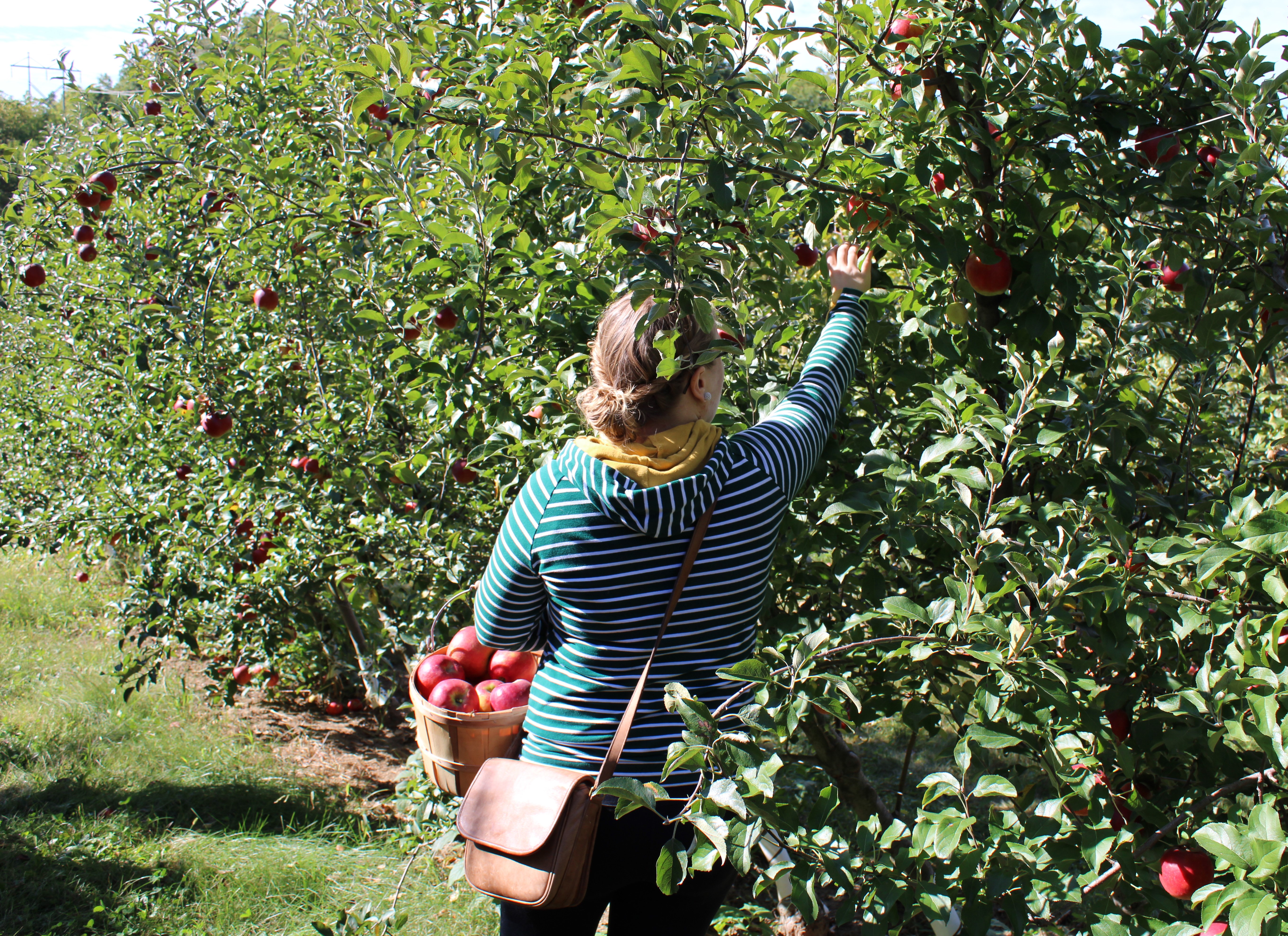 Hannah picking just one more apple to add to her full basket