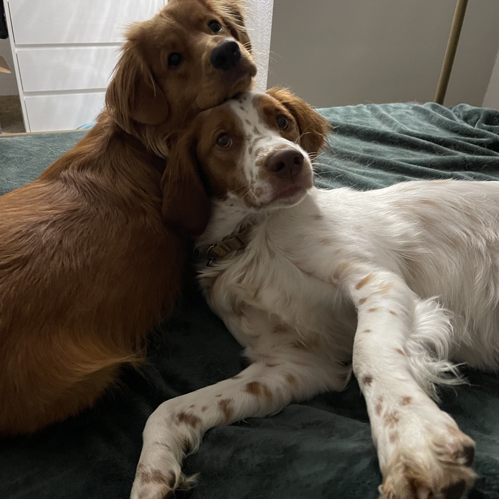 Copper and Millie are cuddling looking directly at the camera ready for their photo