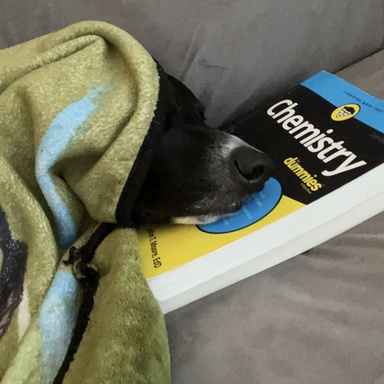 Riley, black and white dog laying on a chemistry textbook
