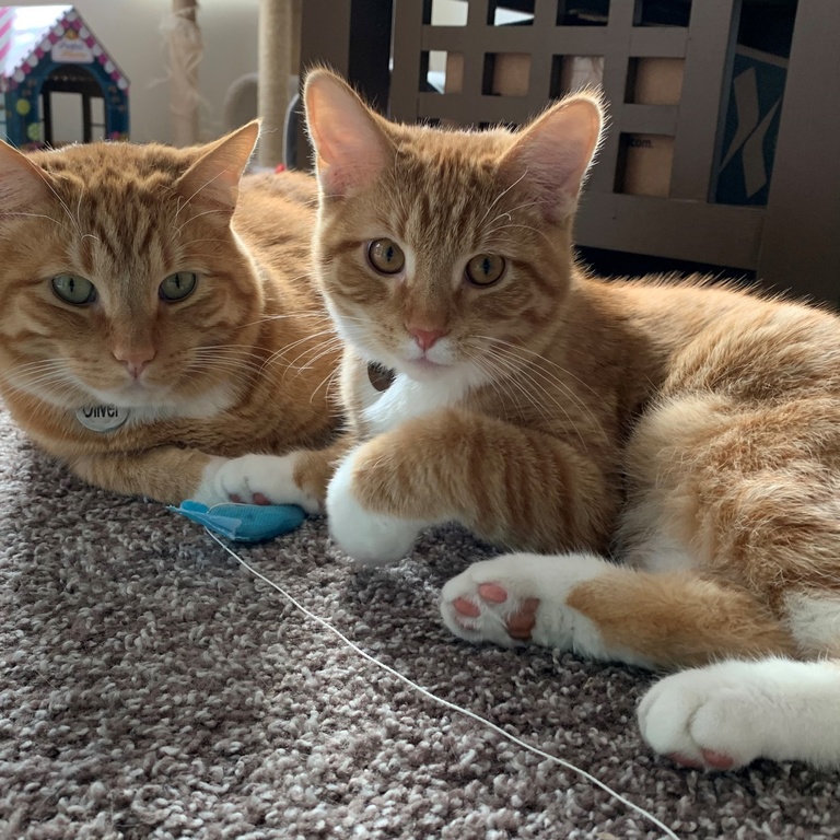 Oliver and Winston, orange and white tabby cats laying on the floor looking at the camera